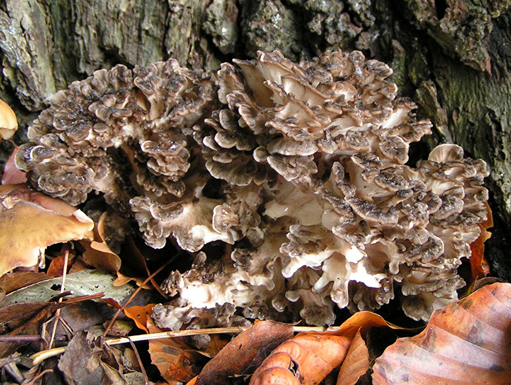 hen-of-the-woods